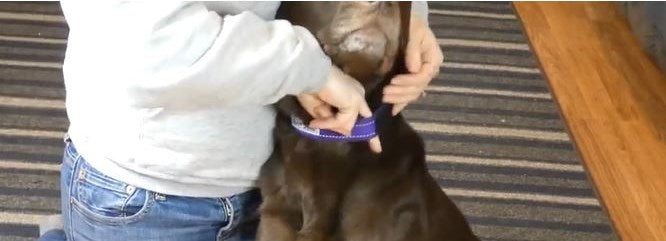 How to fit a Dog Collar